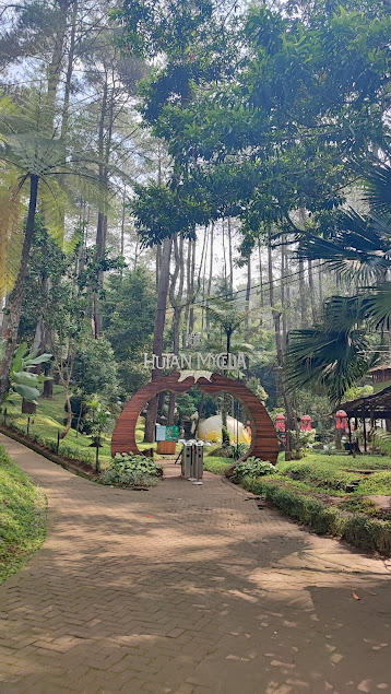 Hutan Michelia Keajaiban yang Mengubah Malam Menjadi Sihir