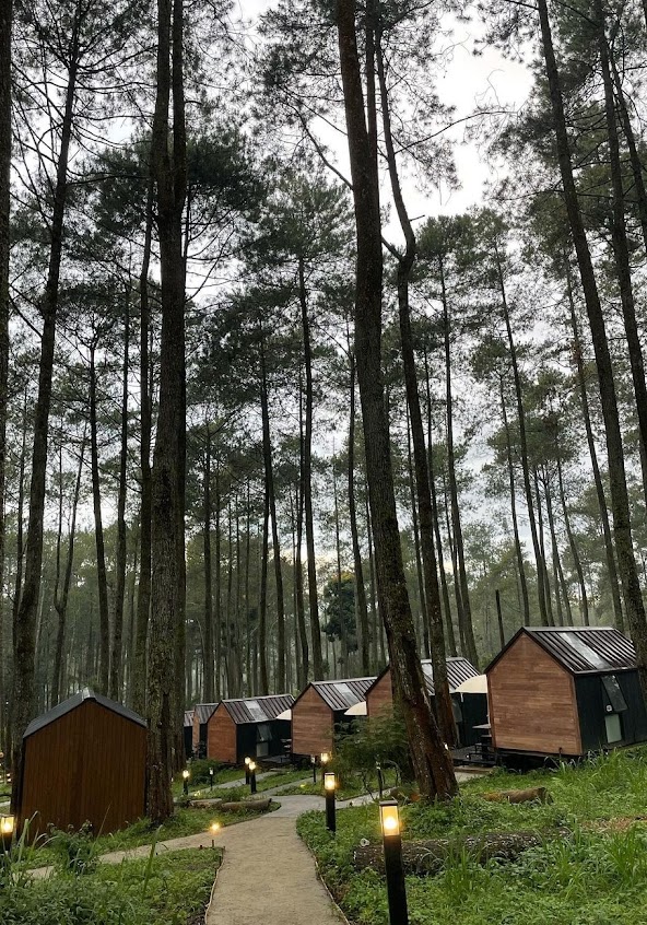 Penginapan Impian di Tengah Hutan Pinus